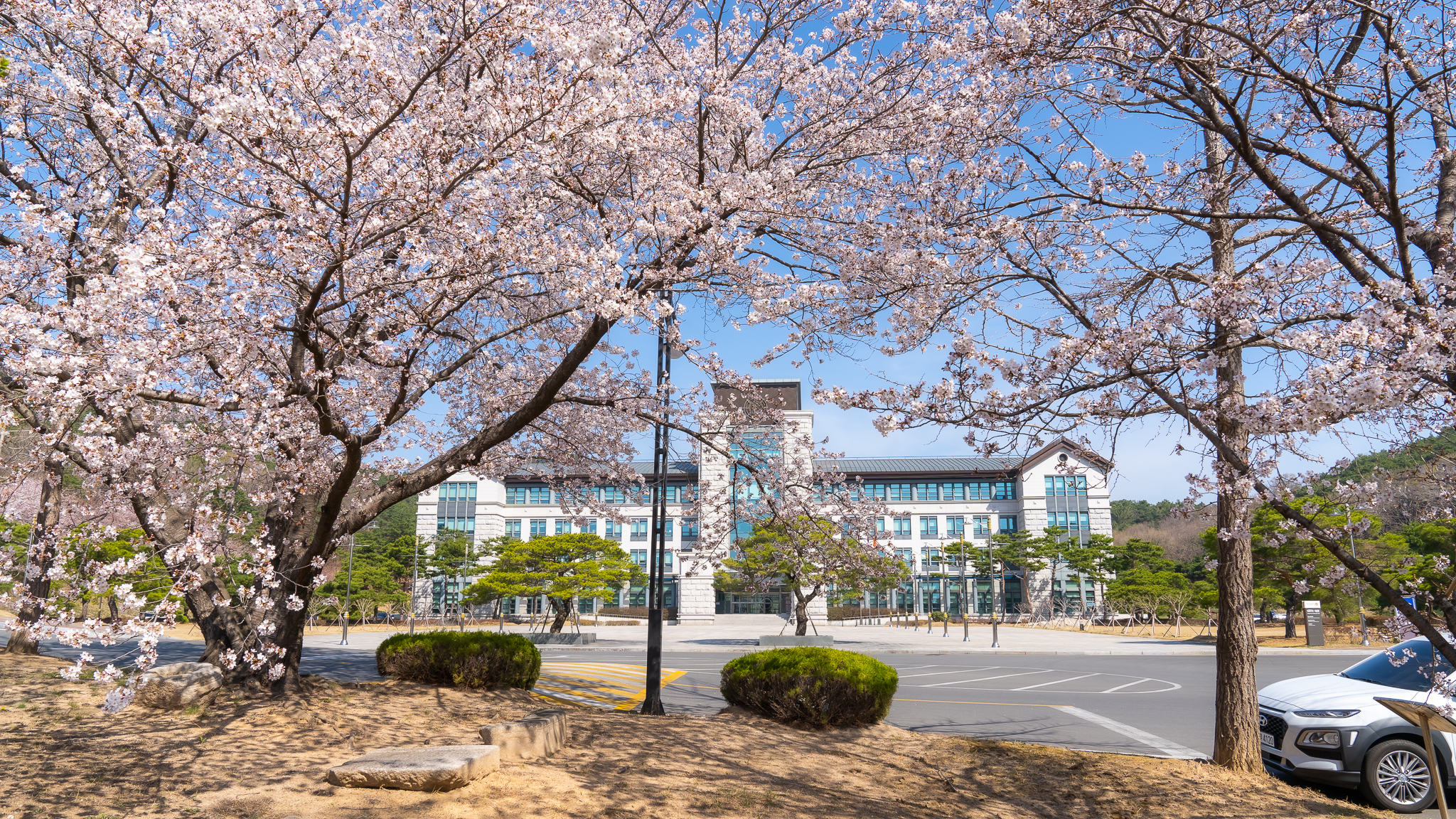 봄 캠퍼스 벚꽃 풍경