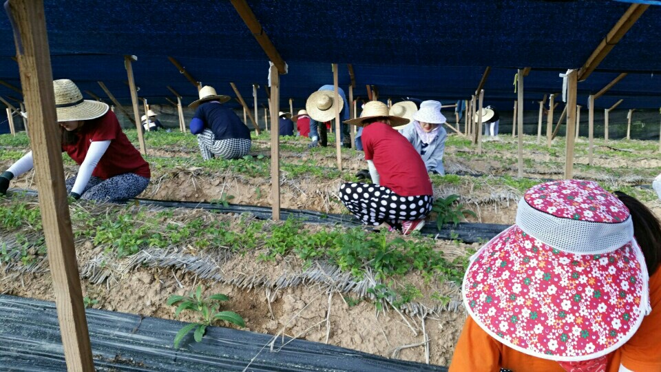 농촌봉사